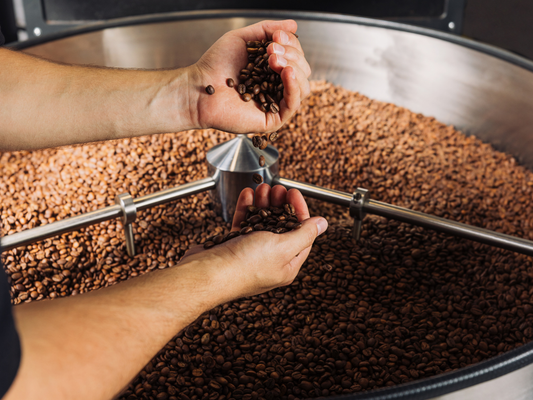 Hands holding freshly roasted coffee beans over a roasting machine filled with beans, showing the roasting process.