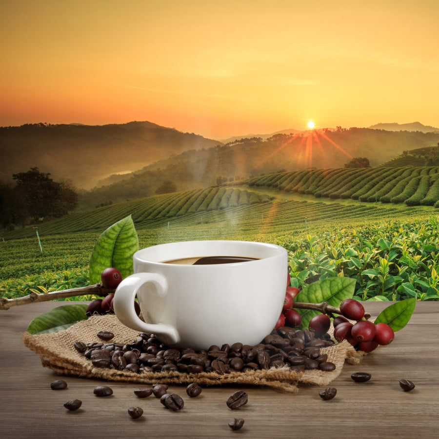 A steaming cup of coffee sits on a burlap mat surrounded by coffee beans and berries, with lush green tea fields and a vibrant sunrise in the background.