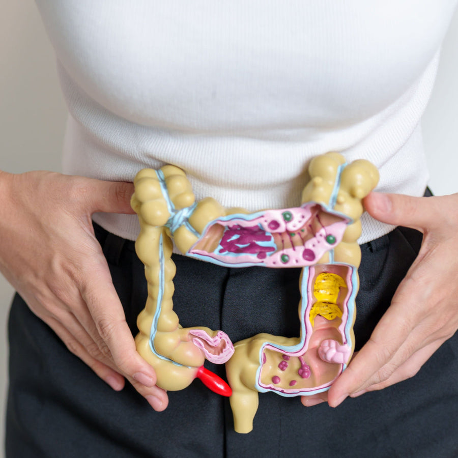 A person holds a detailed model of the human colon at their waist, showing various internal features and sections, while wearing a white shirt and black pants.