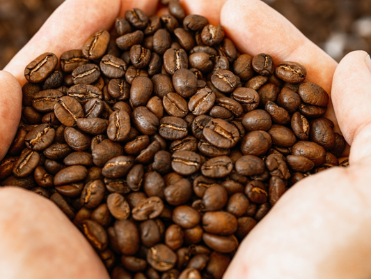 Roastmaster Jon in the cupping lab evaluating freshly roasted beans for Alex’s Low Acid Coffee