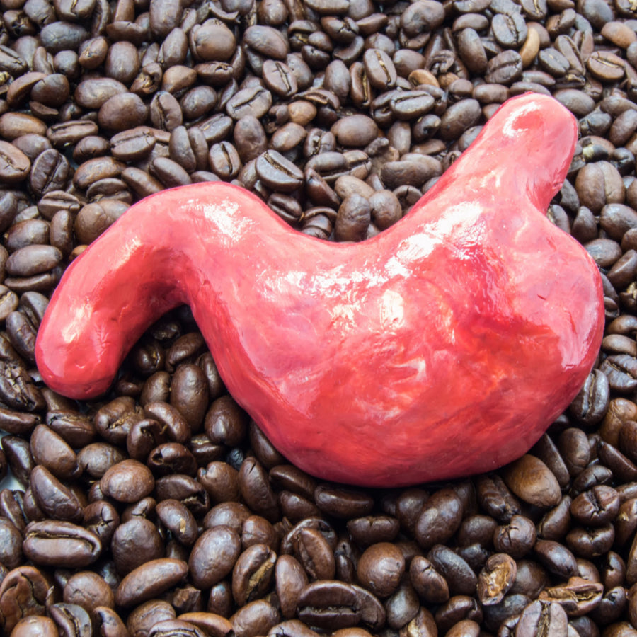 A bright red, sculpted stomach is placed on a bed of dark roasted coffee beans, creating a striking contrast between the anatomical model and the textured background.