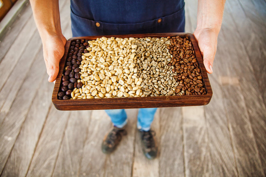 A person holds a wooden tray displaying various types of coffee beans, including light green, dark brown, and roasted, while standing on a wooden floor in a bright setting.