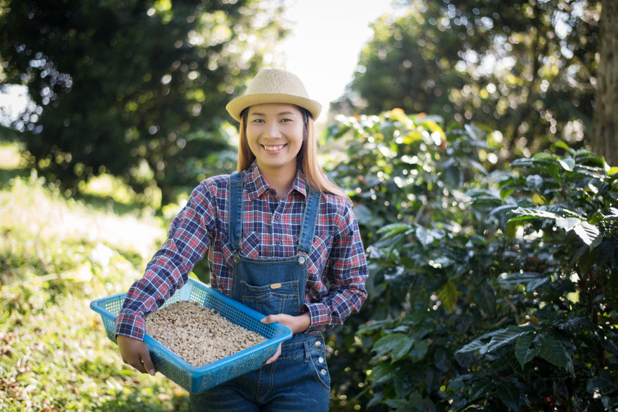 A smiling woman in a plaid shirt and overalls holds a blue basket of grains while standing in a lush coffee plantation under bright sunlight.