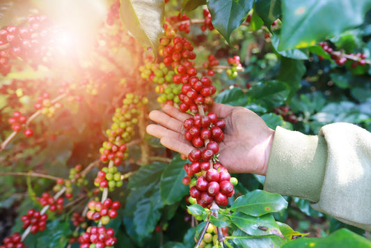 A hand reaches out to touch clusters of ripe red coffee cherries on a coffee plant, surrounded by green leaves in a sunlit setting.