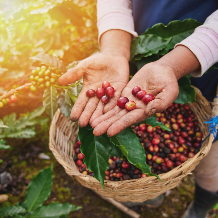 A person with dirty hands holds red coffee cherries in both hands, standing in a lush coffee plantation with a basket of harvested cherries nearby.