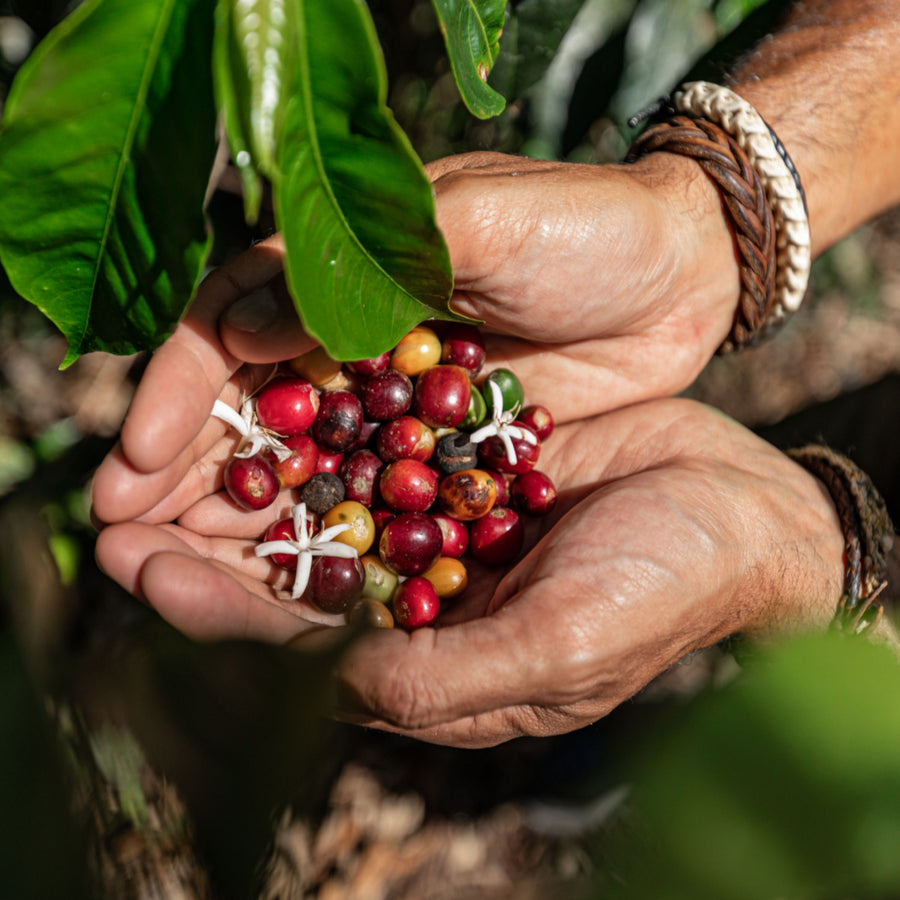 Two hands hold a colorful assortment of coffee cherries, surrounded by green leaves in a natural setting, showcasing the harvest of ripe coffee fruit.