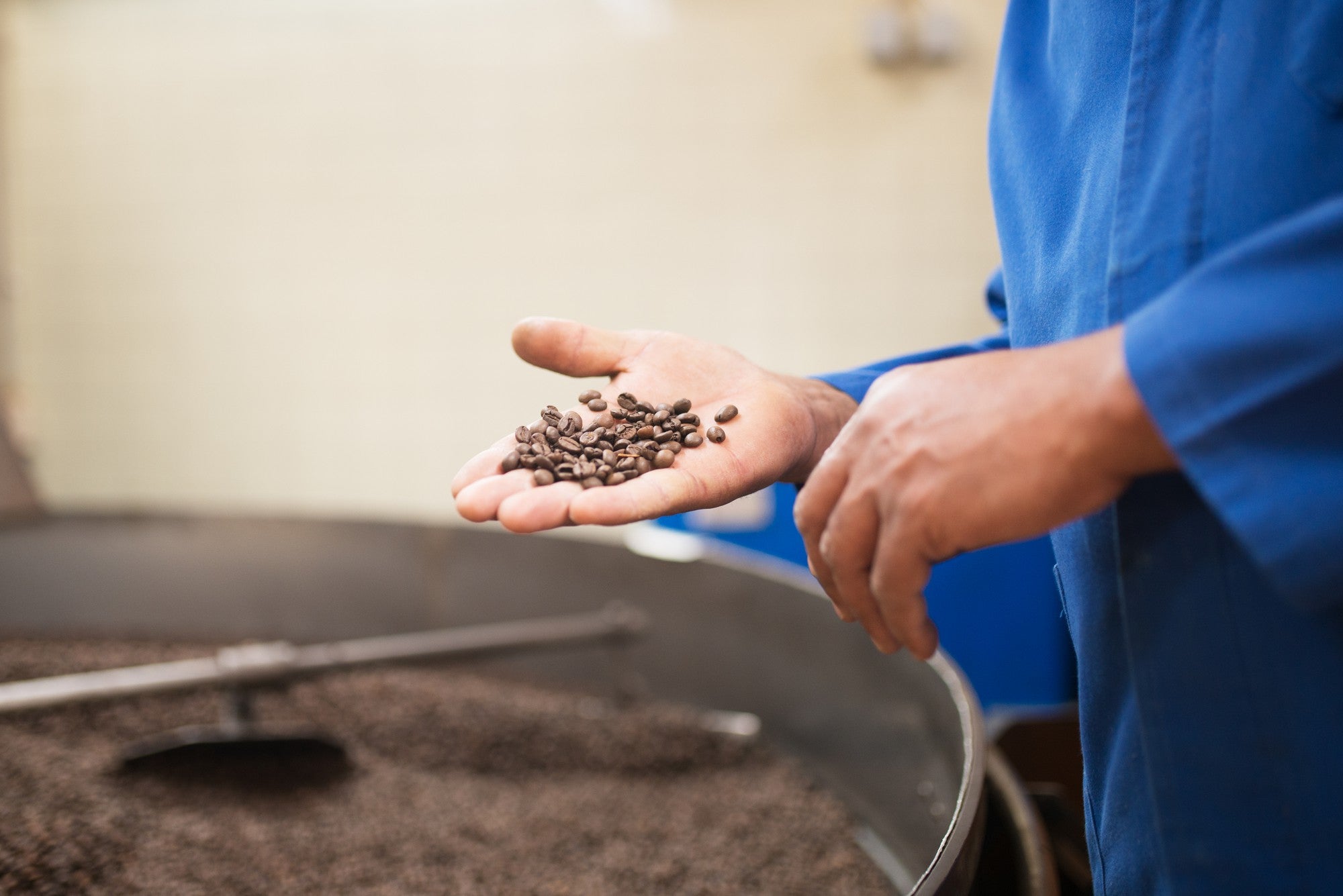 A person in a blue shirt holds roasted coffee beans in one hand above a large container filled with more beans, showcasing the coffee roasting process in a production setting.
