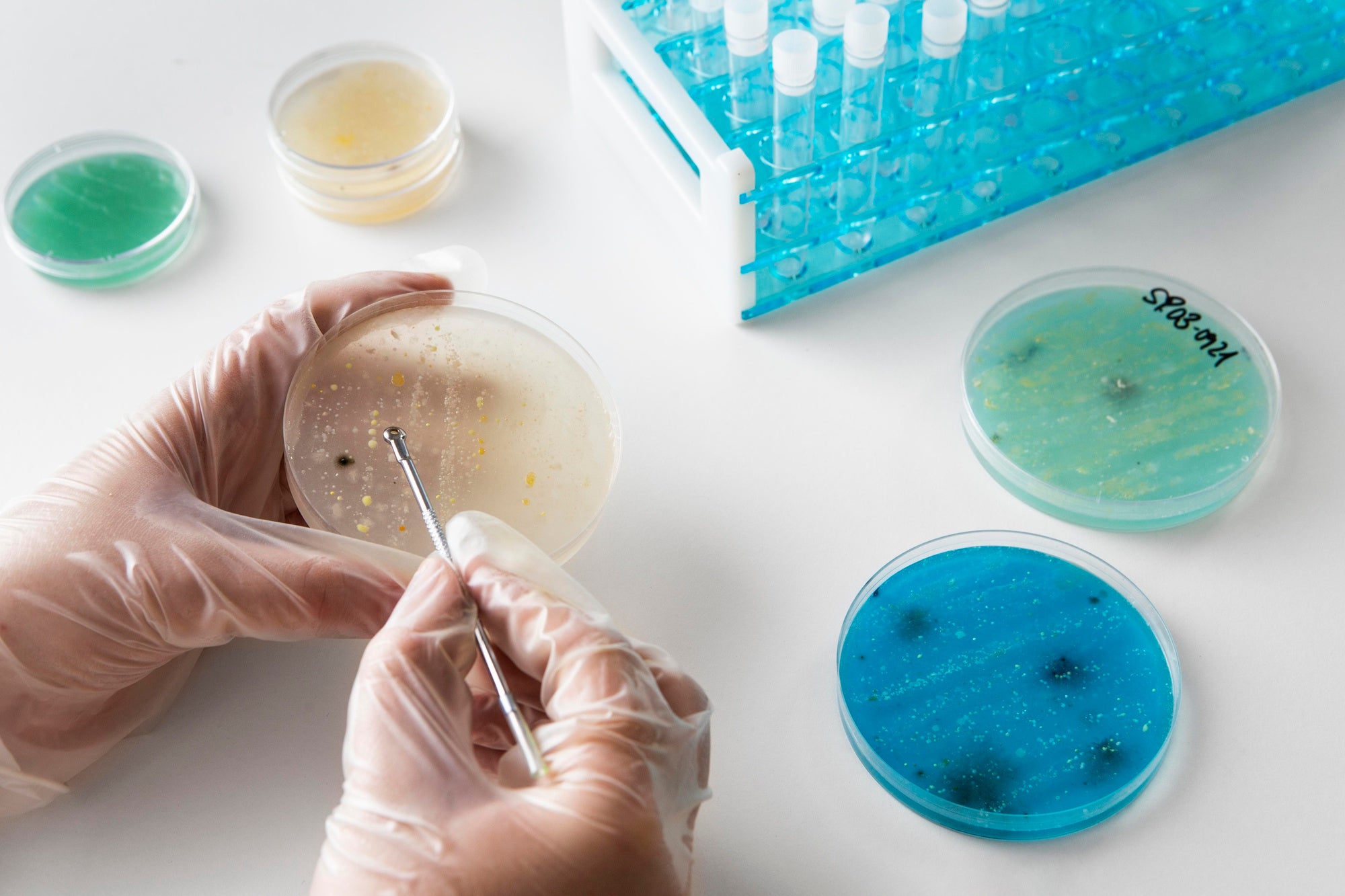 A person in gloves uses a metal tool to examine a petri dish with bacterial growth, surrounded by additional petri dishes and a rack of test tubes on a white surface.