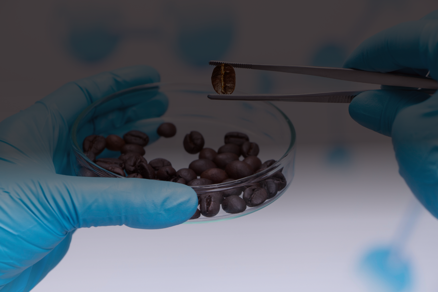 A gloved hand holds a petri dish containing coffee beans while using tweezers to examine a single coffee bean closely in a laboratory setting.